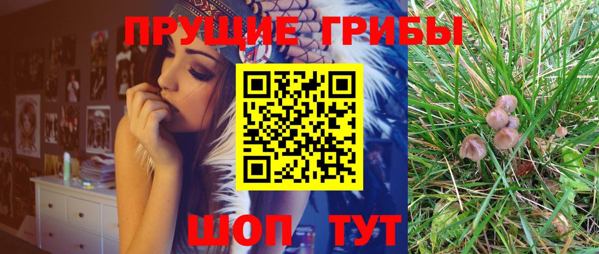 Галлюциногенные грибы Psilocybe Наро-Фоминск